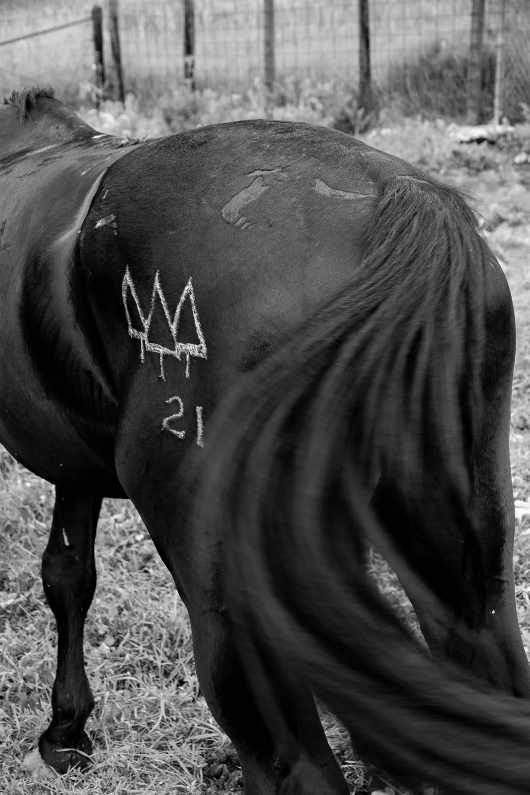 county home pasture A-241.jpg