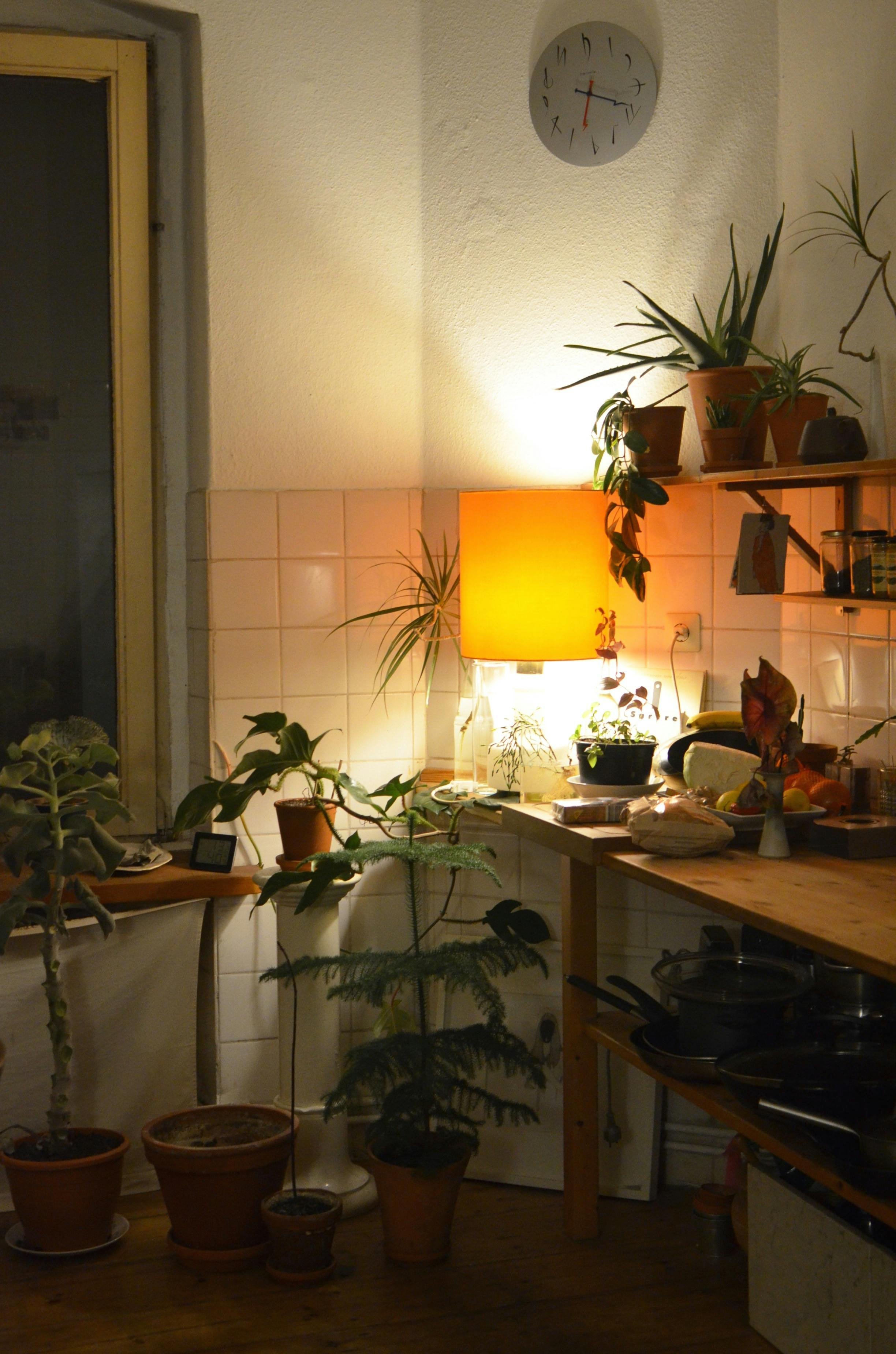 A cozy kitchen corner illuminated by a warm yellow lamp, with potted plants on the windowsill and a shelf, a wall clock, and various kitchen items on a wooden countertop.