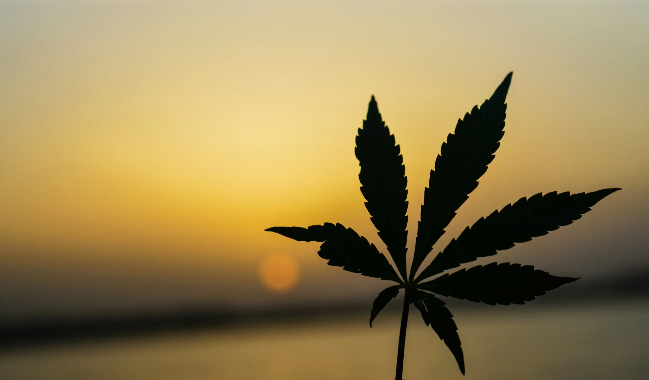 The New NY Marijuana Law 'MRTA' and What It Means for Immigrants