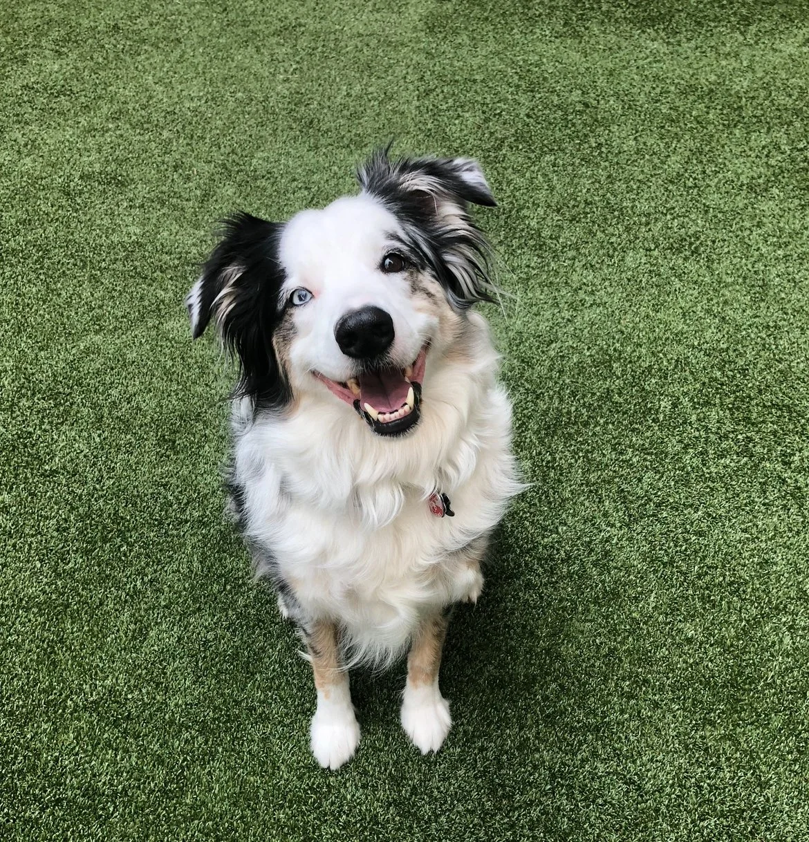 Happy Australian Shepherd dog with black, white, and gray fur, sitting on green artificial grass, looking up at the camera with an open mouth and bright eyes.