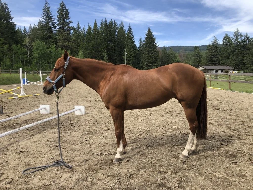 A brown horse with a white blaze on its face, standing on a dirt arena, tethered to a post, with green trees and a house in the background under a blue sky.