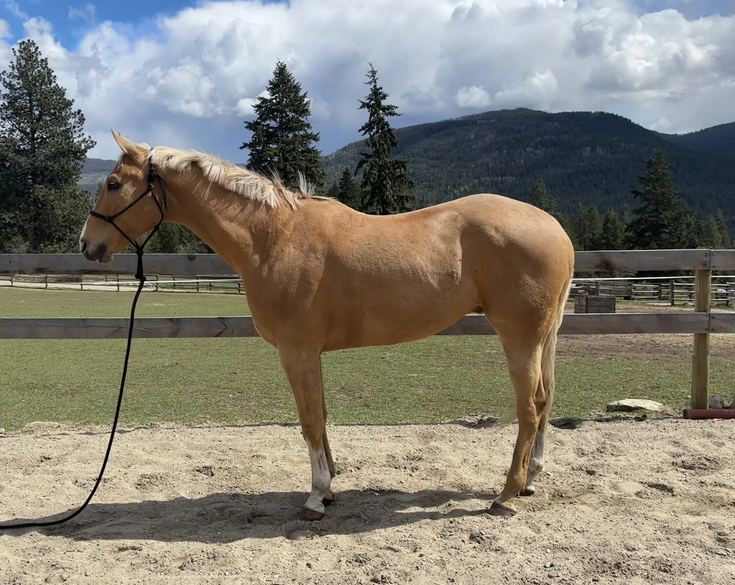 A tan horse with a light mane standing on sandy ground in a fenced area with trees and mountains in the background under a partly cloudy sky.