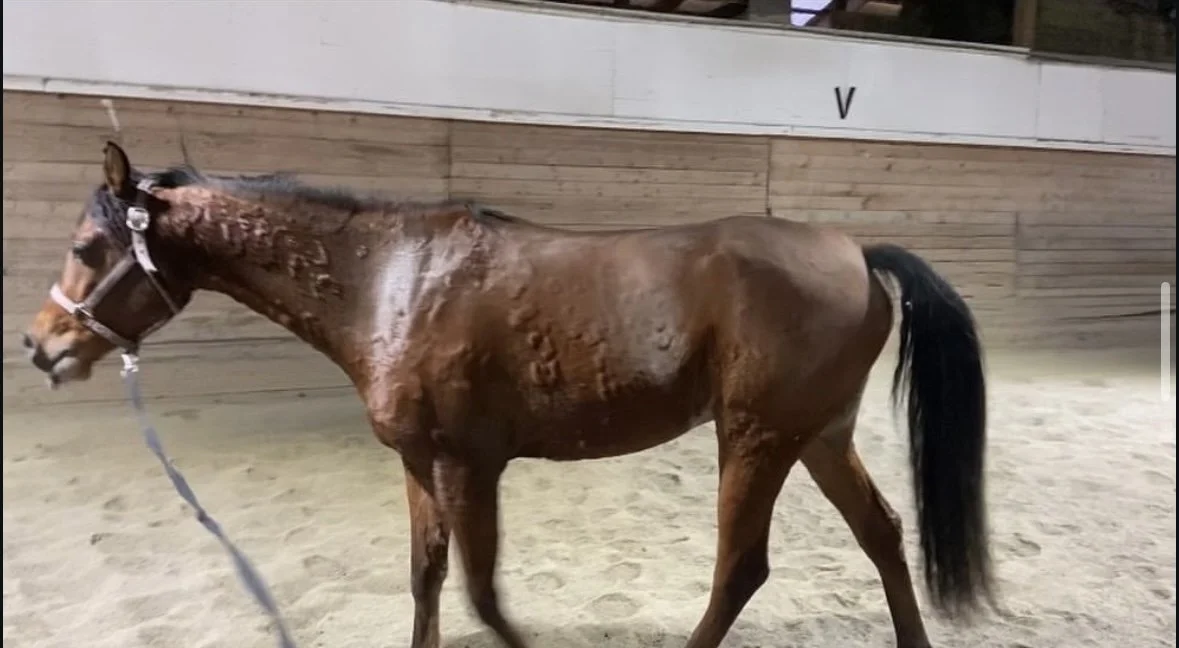 A brown horse with a halter stands in an indoor arena with wooden walls.