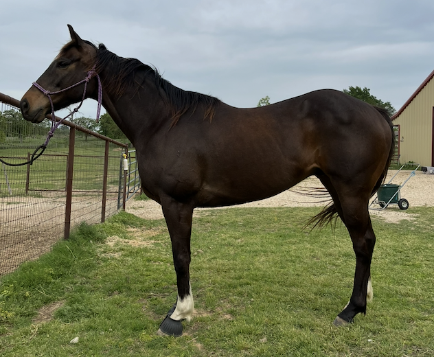 A brown horse standing in a grassy area near a fence and barn.