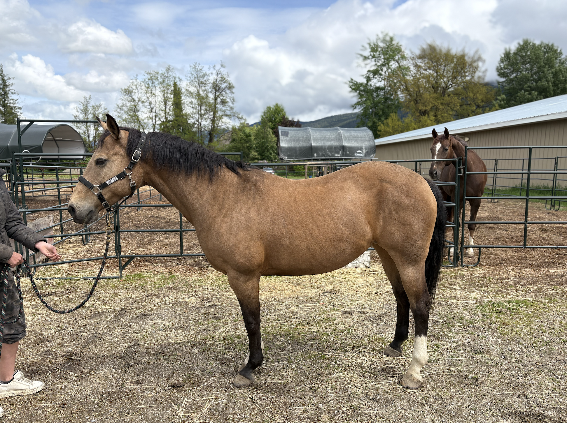 A tan horse with a black mane and tail standing in a paddock, being held by a person. Another horse is visible in a nearby paddock, with trees and mountains in the background under a cloudy sky.