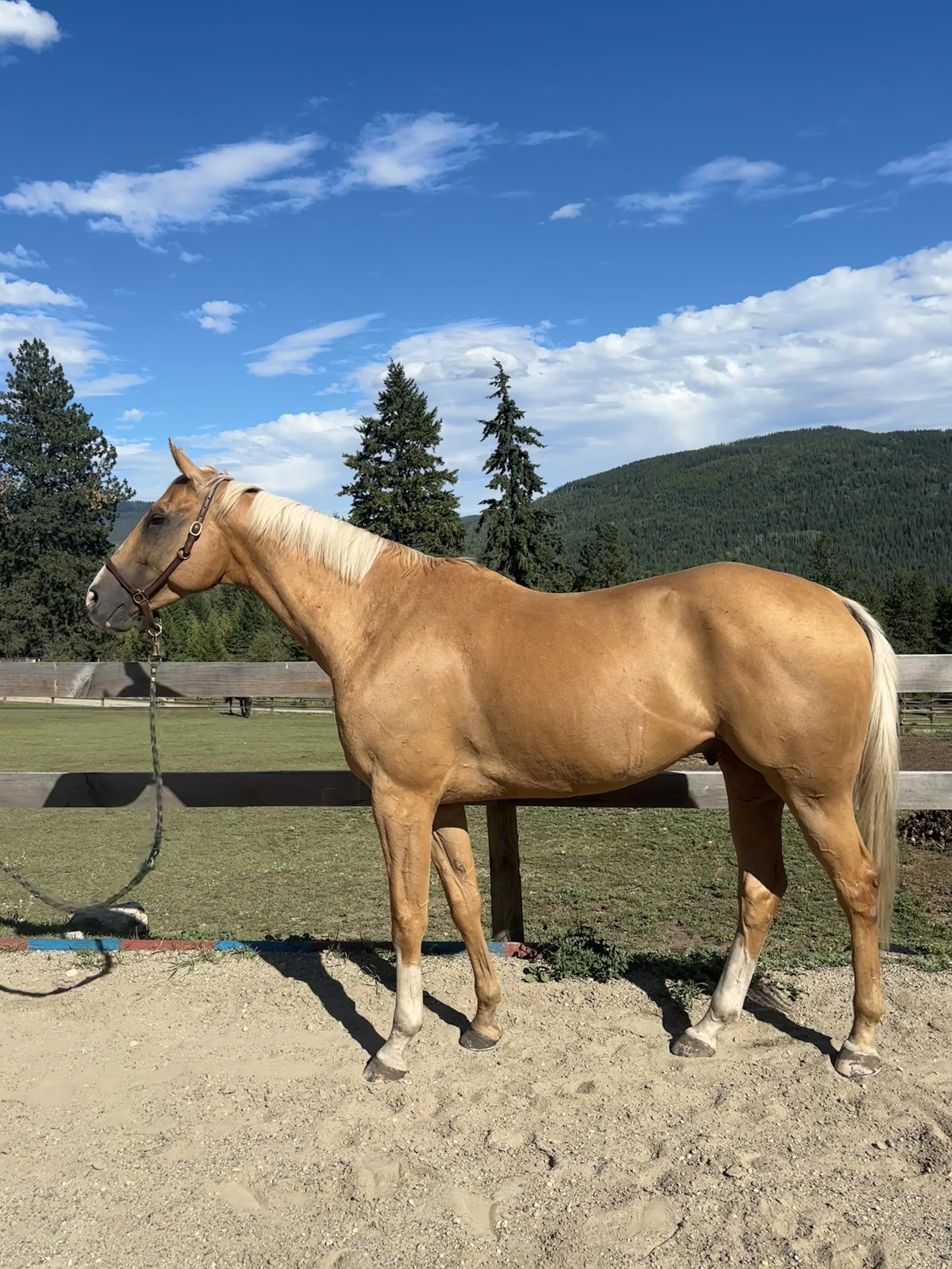 A tan horse with a white mane standing on dirt ground in a fenced outdoor area, with green trees and hills in the background under a partly cloudy blue sky.