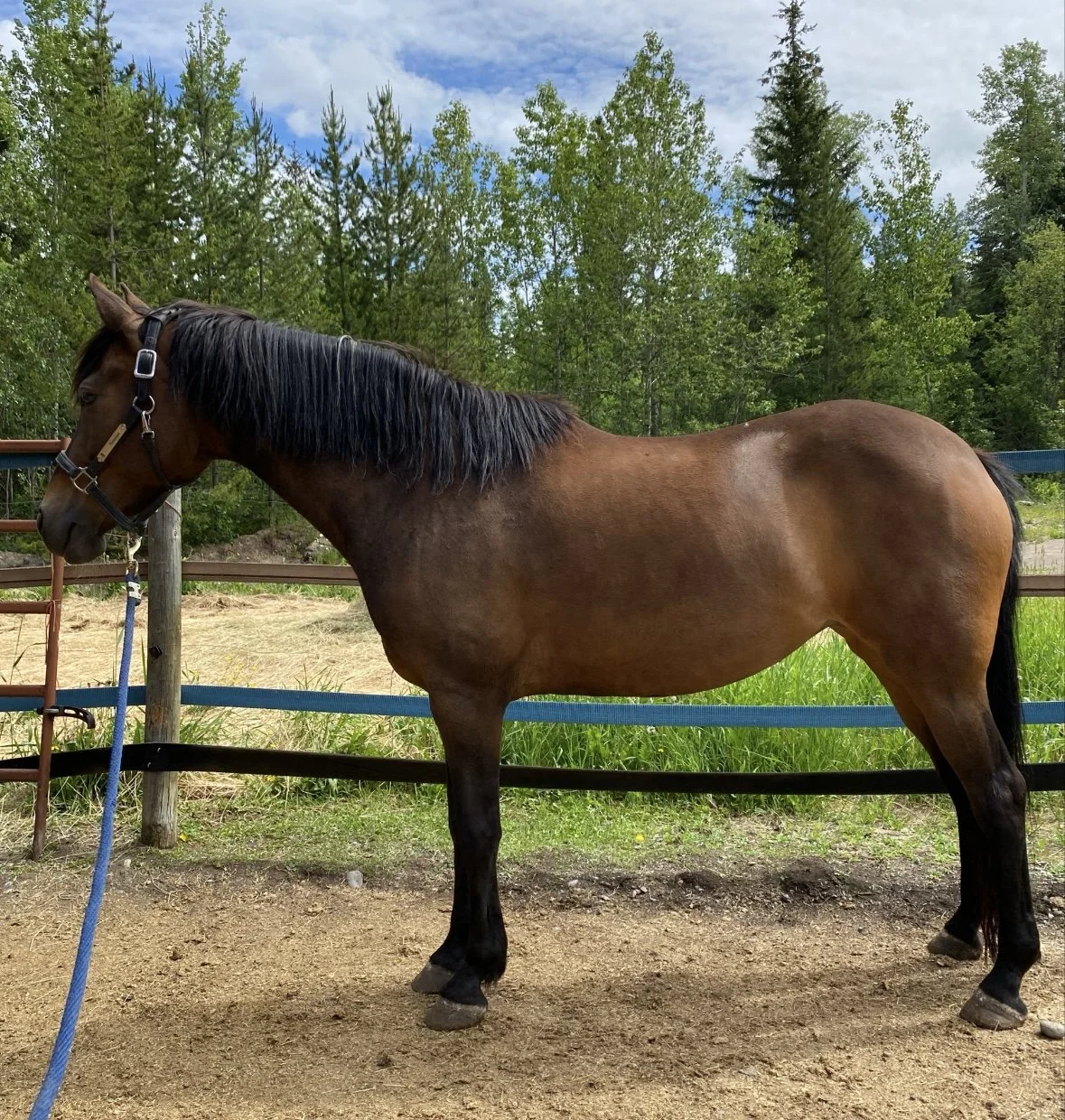 Brown horse with black mane and tail standing in a fenced outdoor area with green trees and blue sky in the background.