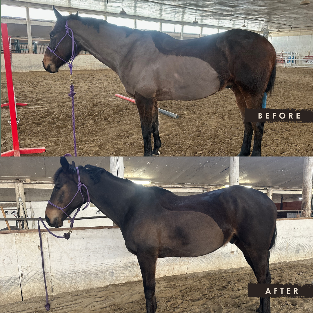Comparison of a horse before and after trimming or grooming. The top image shows the horse with longer, uneven hair and a more pronounced belly. The bottom image shows the horse with a groomed, shorter coat, appearing cleaner and more polished.