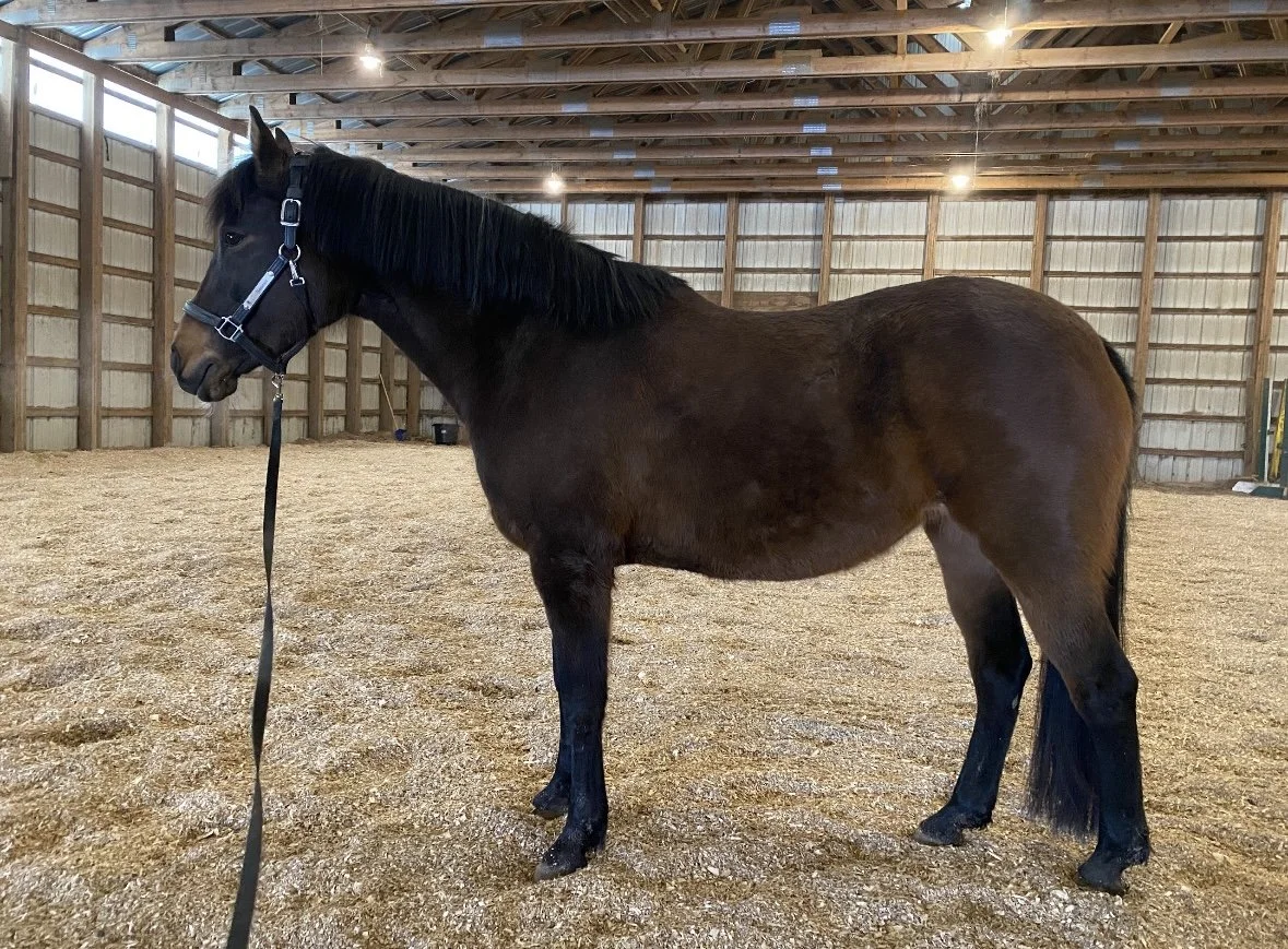 A brown horse with a black mane standing inside a wooden-fenced indoor riding arena.