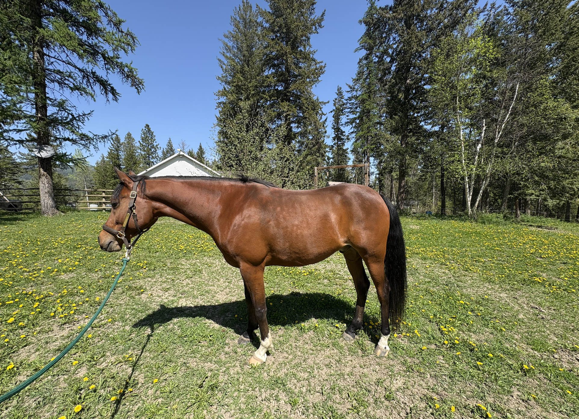 A brown horse standing on a grassy field with dandelions and trees in the background.
