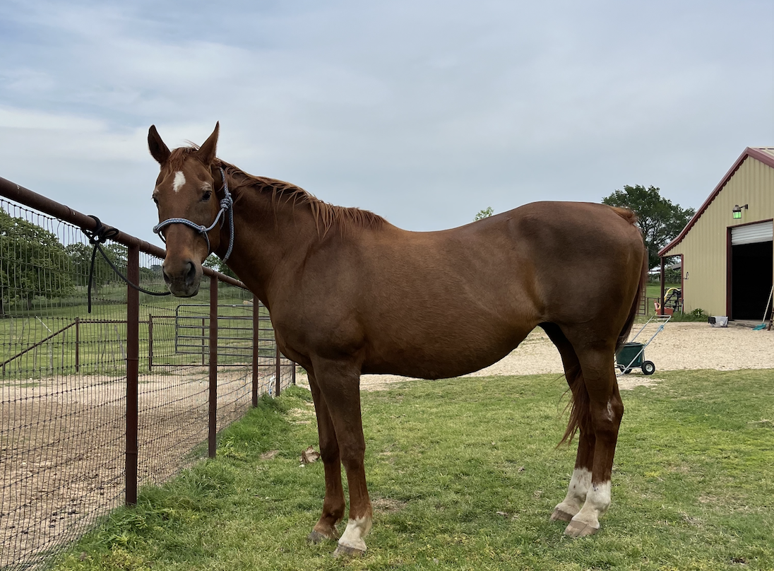 Brown horse with white markings stands in a grassy area near a metal fence and barn.