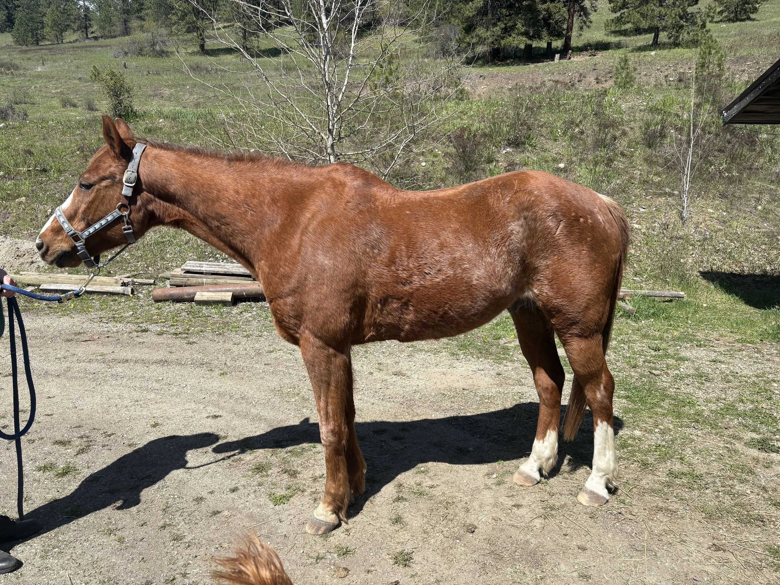 A young brown horse with white lower legs stands outdoors on dirt, facing left, while being held by a person with a blue leash. There are trees and grass in the background.