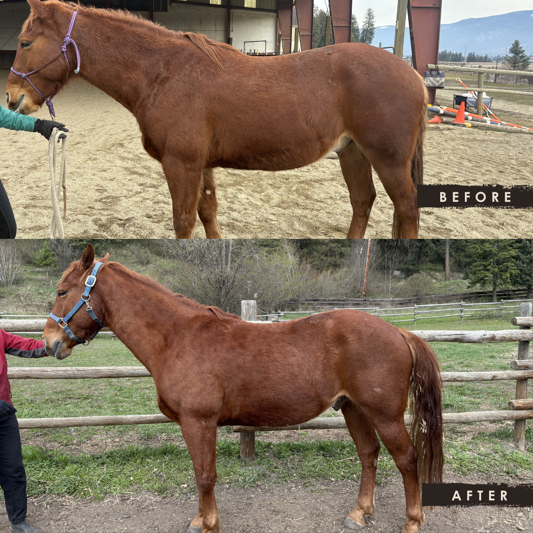 Side view of a chestnut horse before and after grooming. The 'before' photo shows a dirtier coat, while the 'after' photo shows a cleaner, shinnier coat with a person brushing it.
