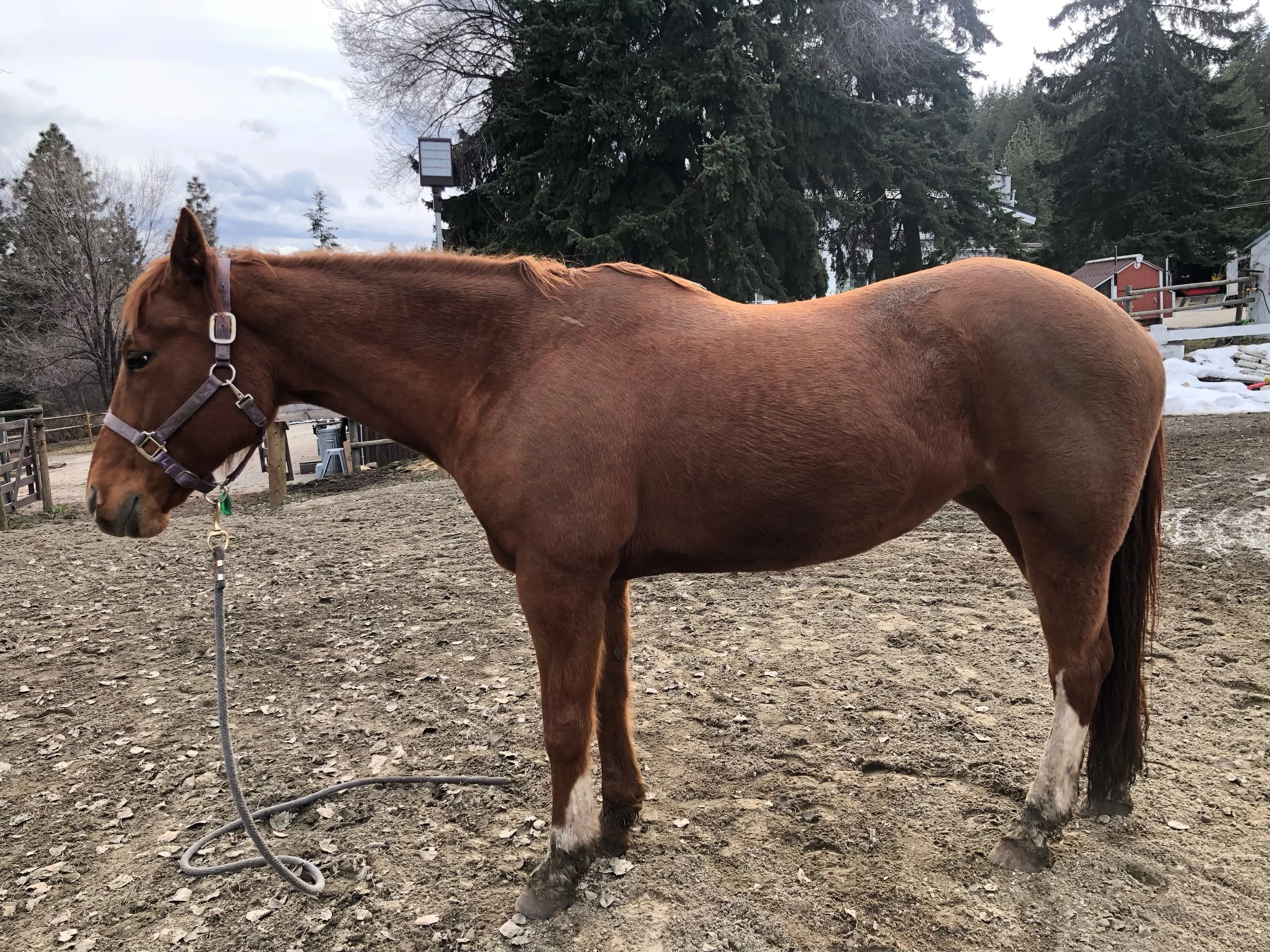 Brown horse standing on dirt ground with trees, fences, and buildings in the background.