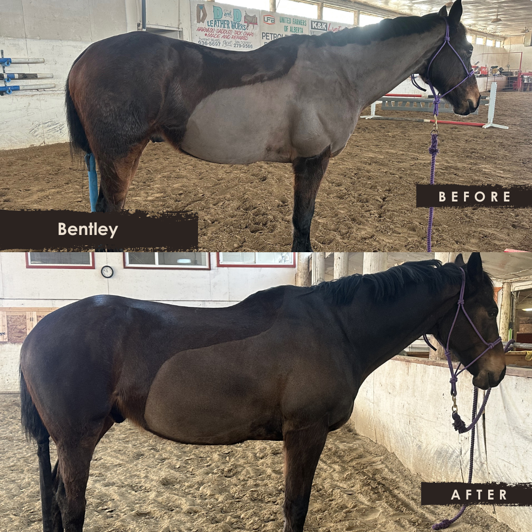 Side-by-side photos of a horse named Bentley before and after grooming. In the before photo, the horse has a dirtier coat and a lighter appearance. In the after photo, the horse's coat appears cleaner, darker, and shinier, indicating grooming and cleaning.