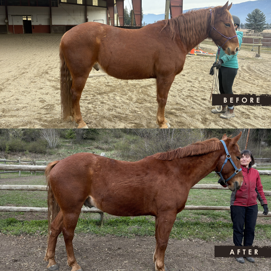 Side-by-side comparison of a chestnut horse before and after grooming. In the 'before' image, the horse is unbrushed with a rough coat, being held by a person in a teal jacket. In the 'after' image, the horse has a cleaner, smoother coat with a styled mane, standing outside near a woman in a red jacket.