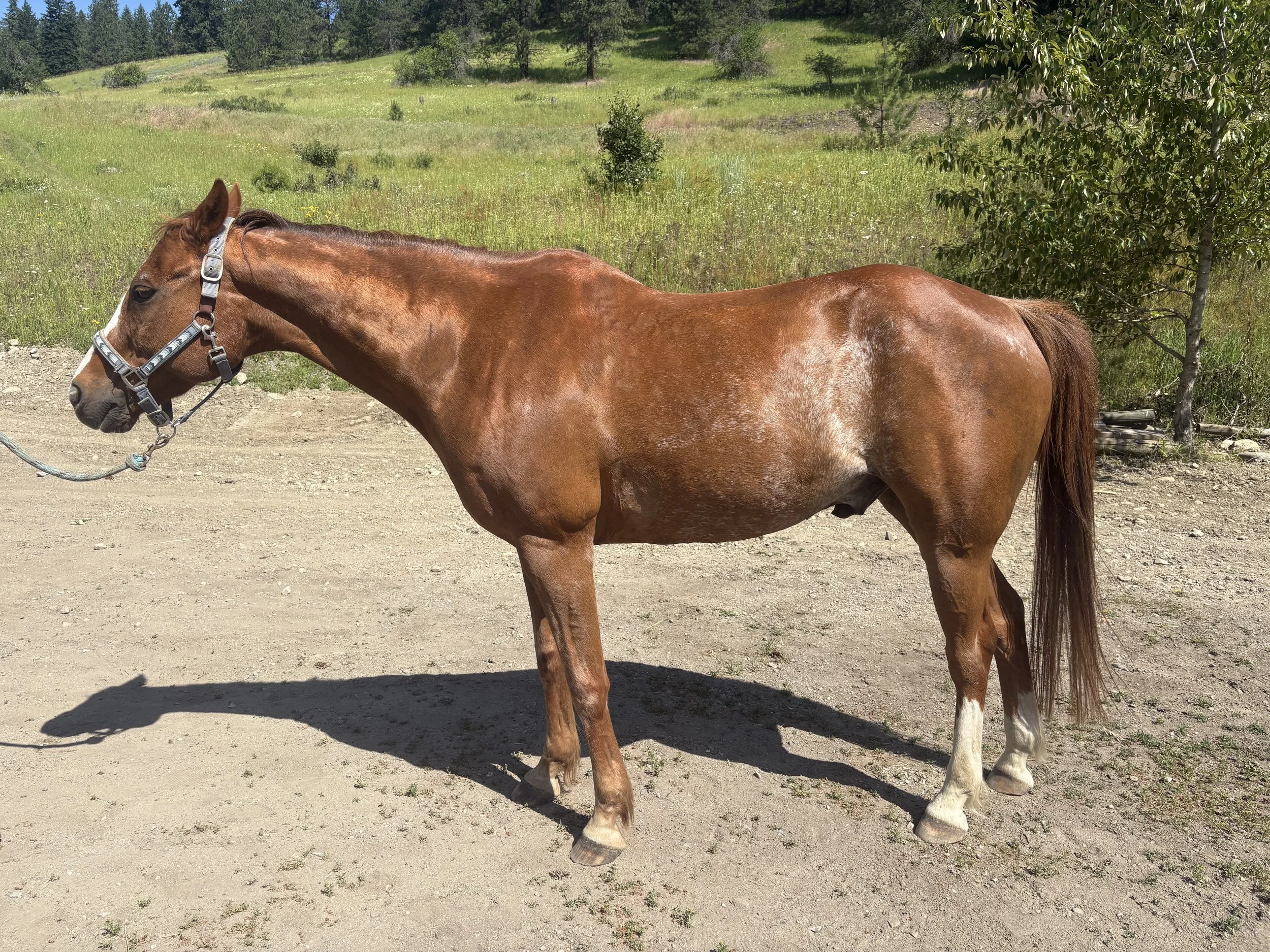A brown horse standing on a dirt path in a grassy field with trees in the background.