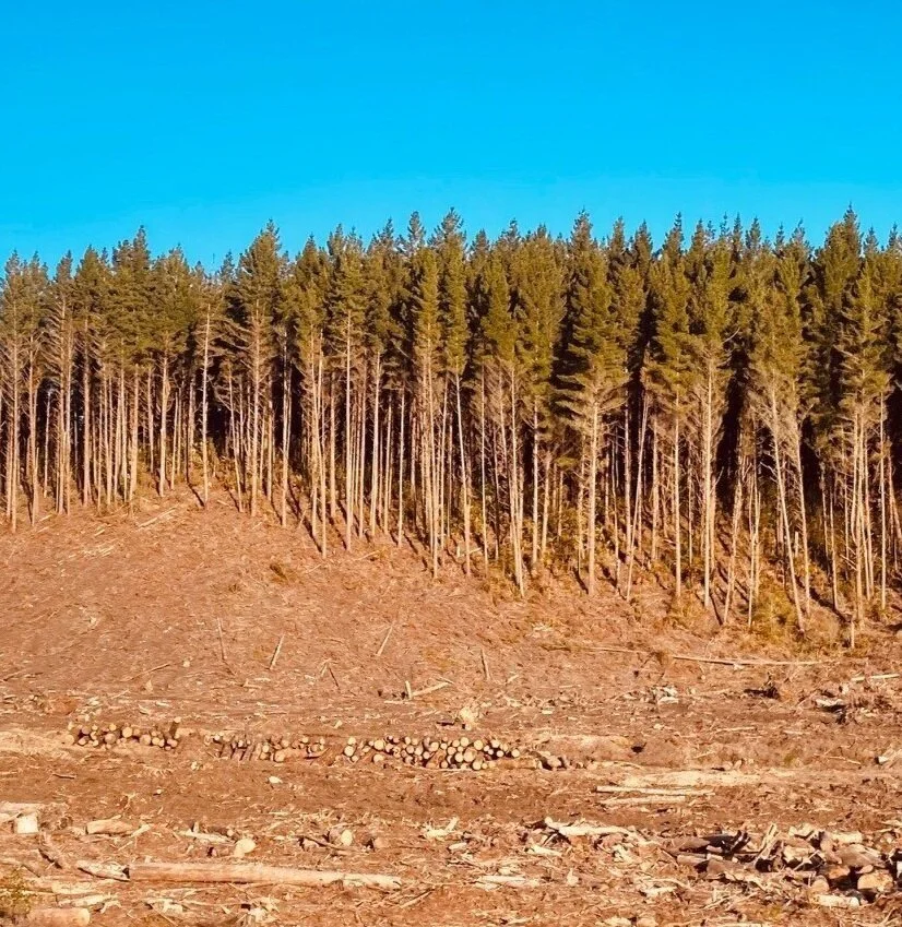 Using AI to identify areas of deforestation and replanting — Lynker ...