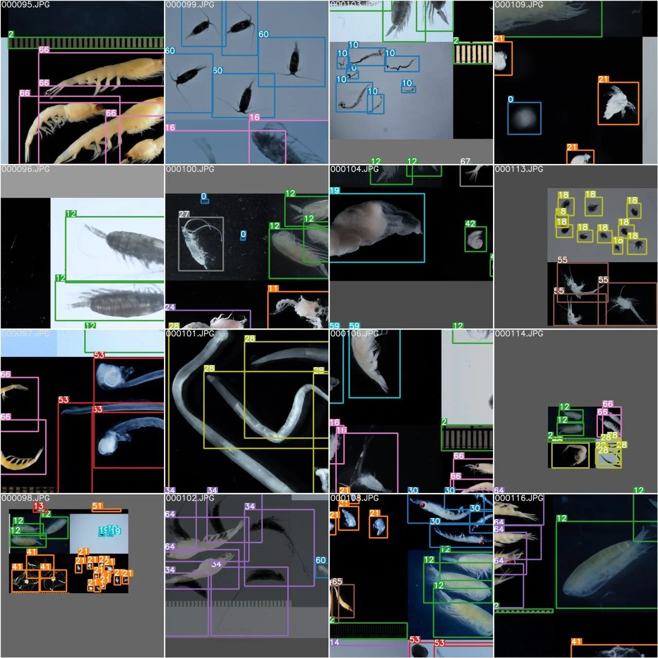 Plankton Taxation with Open-Source Computer Vision tools