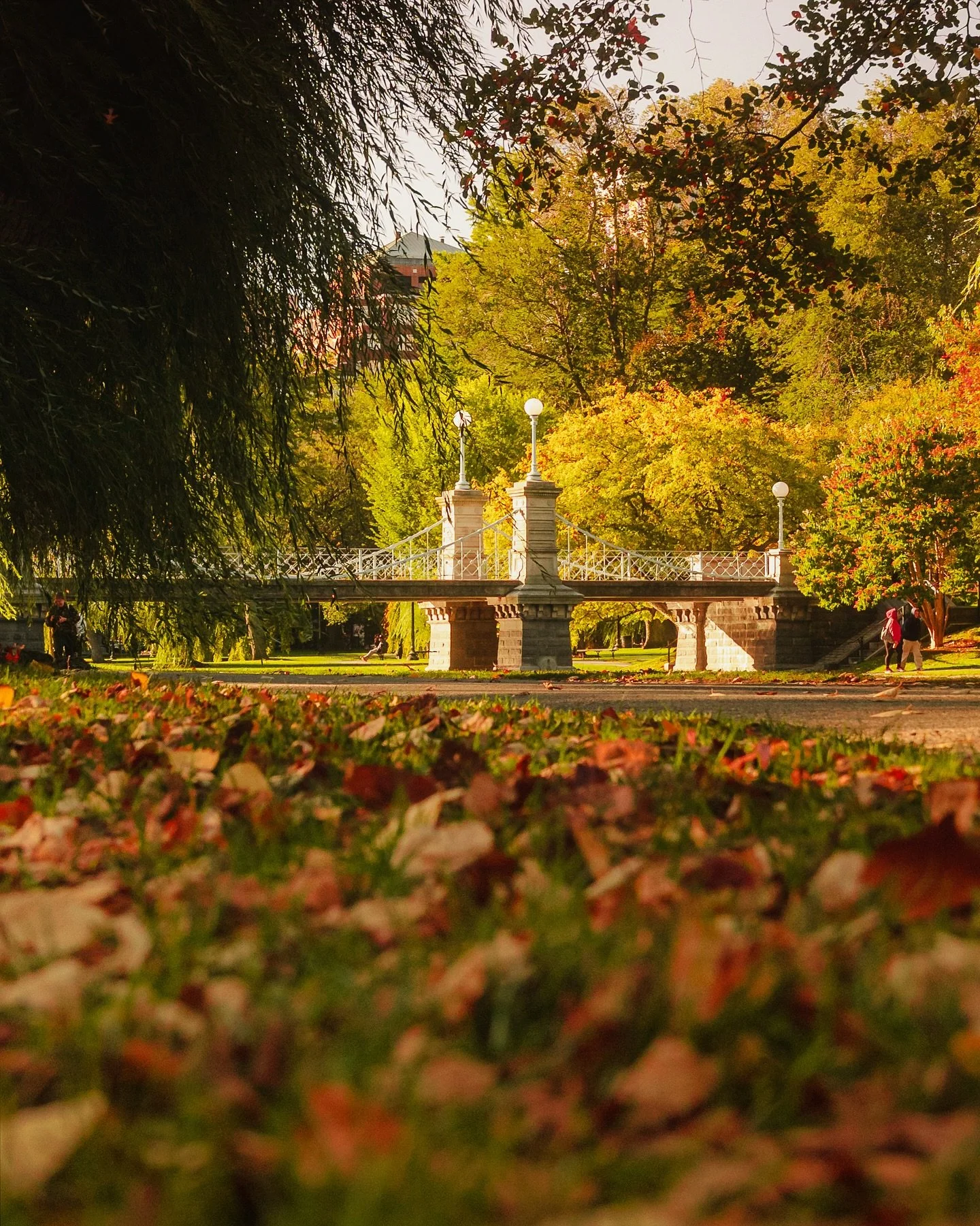 Golden hour meets fall color 🍂✨

Boston Public Garden is in that in-between stage; where summer&rsquo;s last greens meet autumn&rsquo;s first hints of amber. The light hits just right, streaming through the trees, dancing across the bridge, and catc