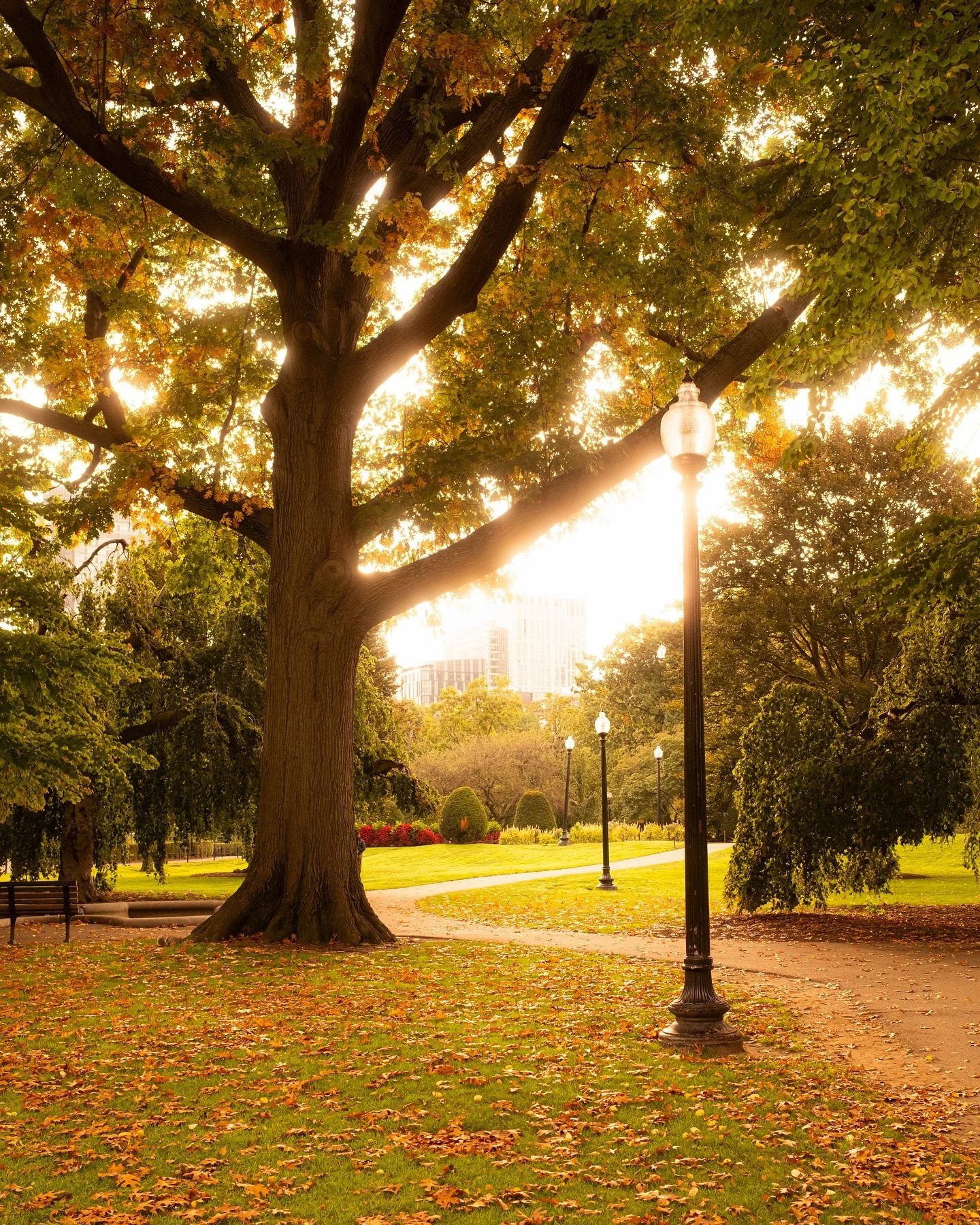 Golden hour, Beantown style ☀️ 
There&rsquo;s something about how the light hits the Public Garden that stops you in your tracks. The way the sun filters through the leaves, the glow spilling across the path, it&rsquo;s one of those moments that make