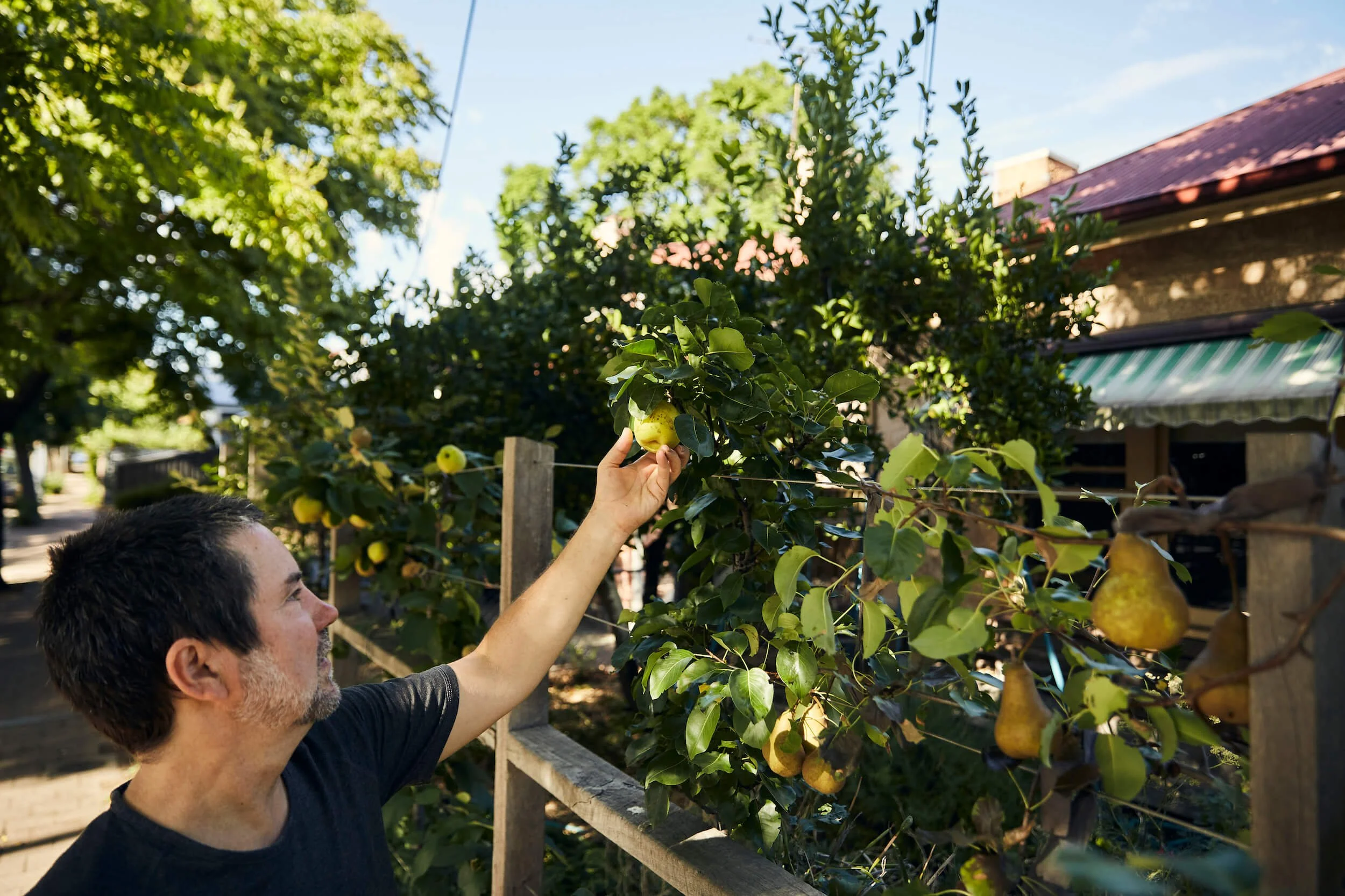 Lachi picking pear front fence.jpg