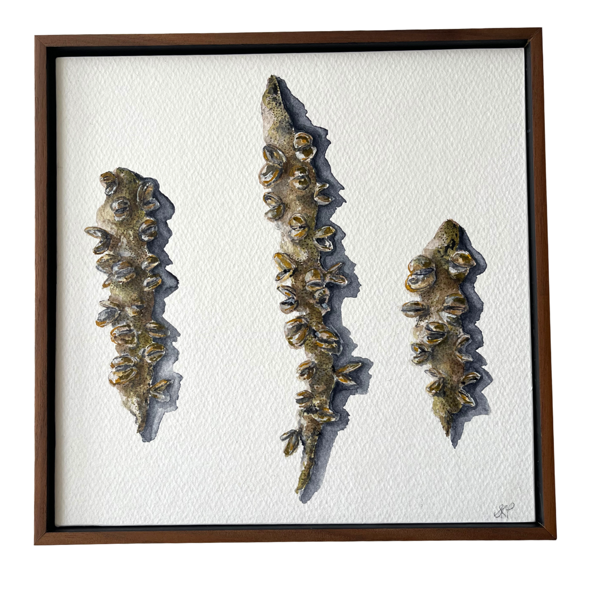 A Study 
Watercolour on paper
20cm x 20cm 
2025