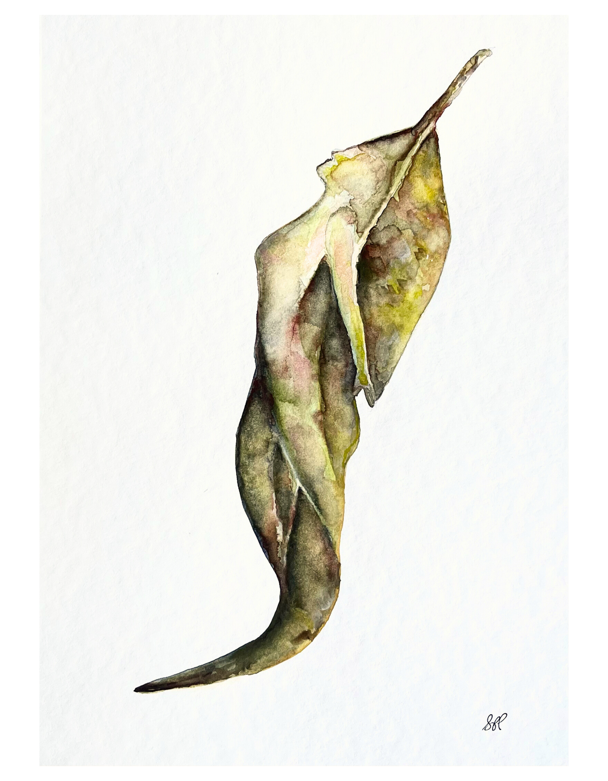 Watercolour on paper
30 x 21cm
2024