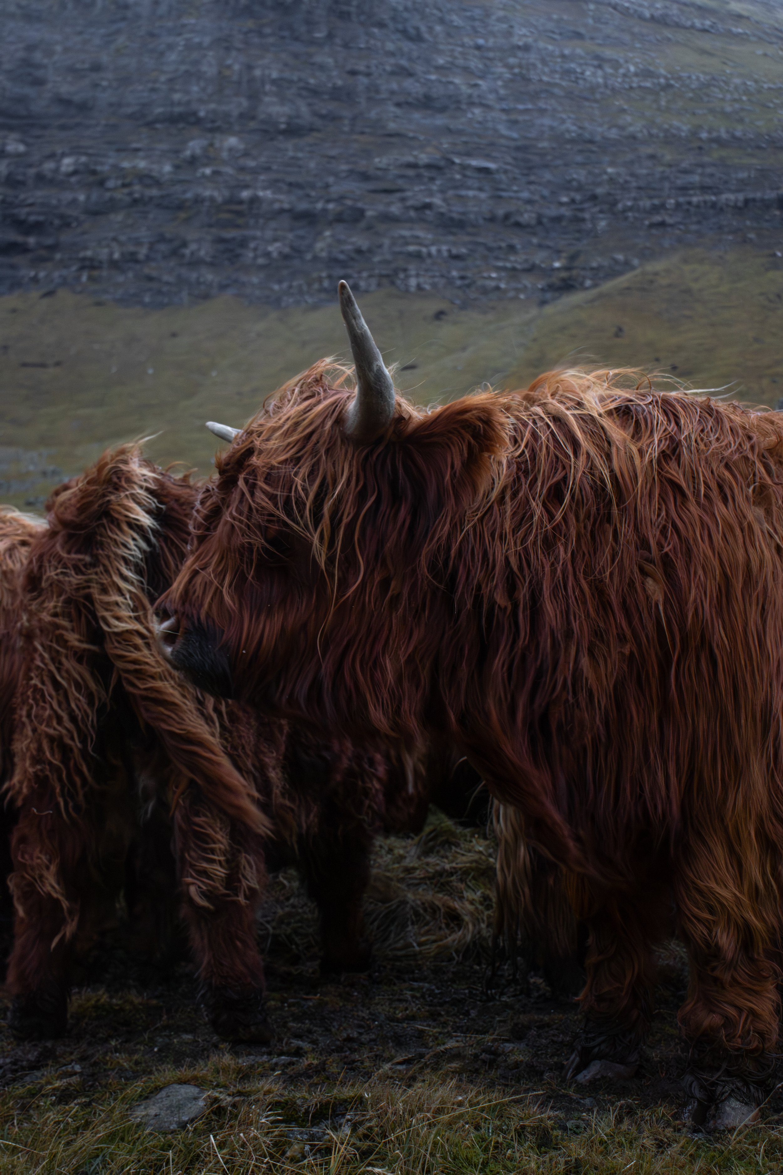 Highland Cow – Faroe Islands