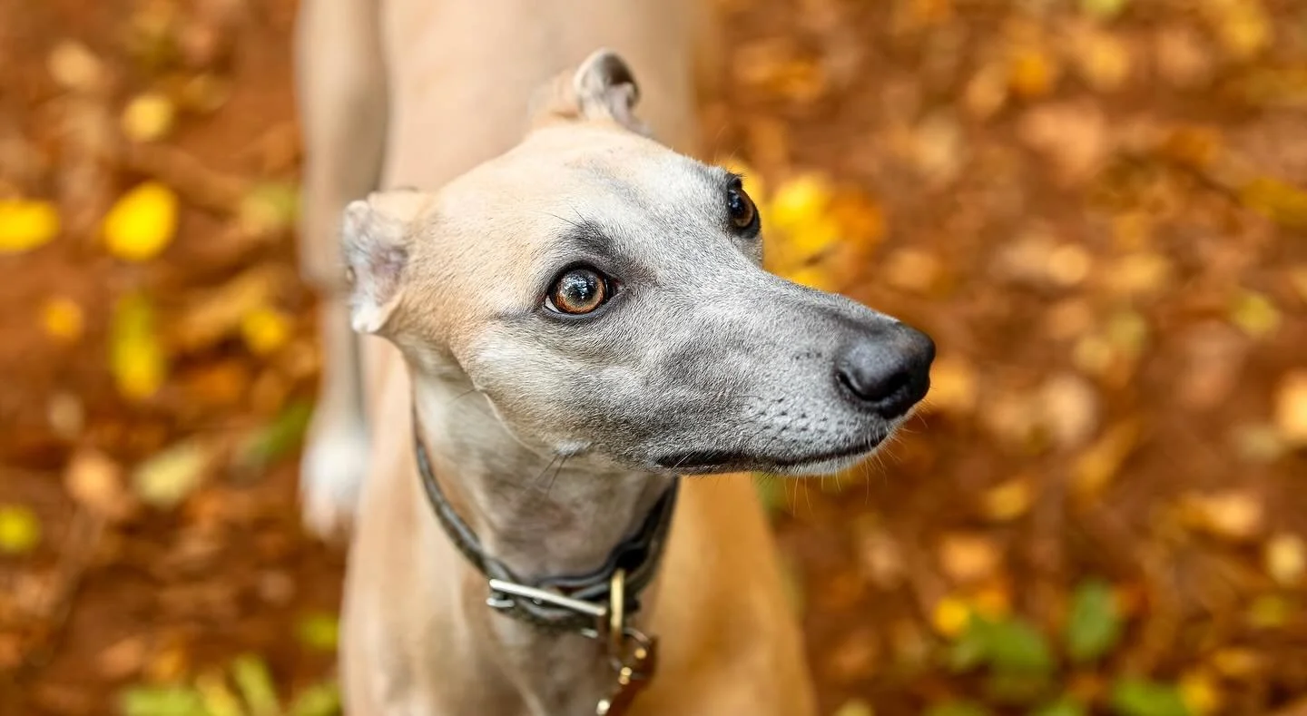 The beautiful Olive amongst the colours of Autumn today

#clevedon #clevedondogsquad #clevedondogsquadphotography #dogphotography #dogsofinstagram #whippet #animalphotography #petphotography #dogwalkersofinstagram