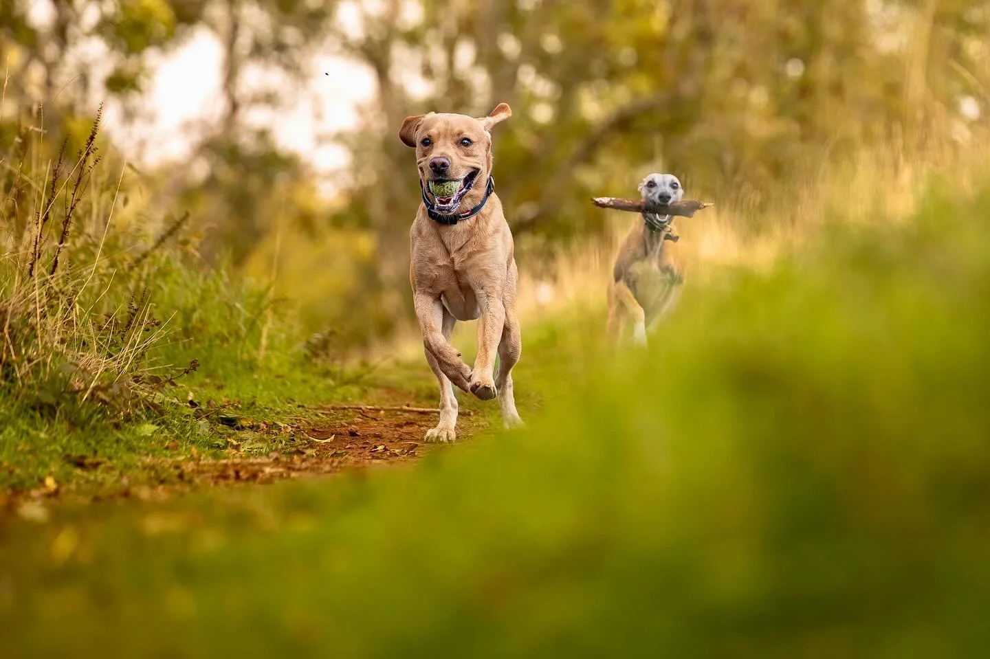 Arlo and Olive being the best of friends in the woods today

#clevedon #clevedondogsquad #clevedondogsquadphotography #dogphotography #dogsofinstagram #animalphotography #petphotography #dogwalkersofinstagram