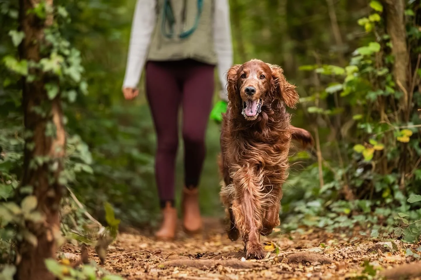 @murphy_the_goodest_boi_ enjoying his woodland walk today :)

#clevedon #clevedondogsquad #clevedondogsquadphotography #dogphotography #dogsofinstagram #irishsetter #animalphotography #petphotography #dogwalkersofinstagram