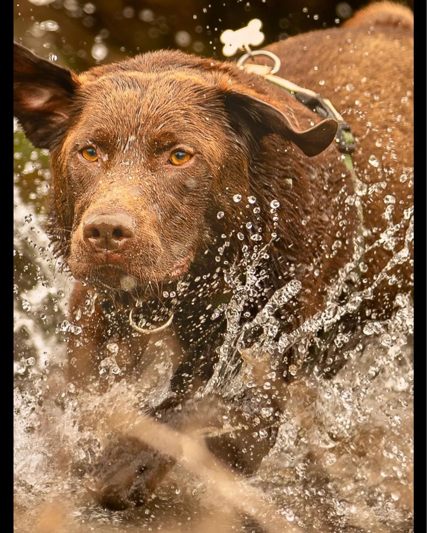 Ralph&rsquo;s river run (pic 2 of 3) - full image on main profile

Ralph the chocolate lab was laser focused on his splash around in the water today

#clevedon #clevedondogsquad #clevedondogsquadphotography #dogphotography #petphotography #animalphot