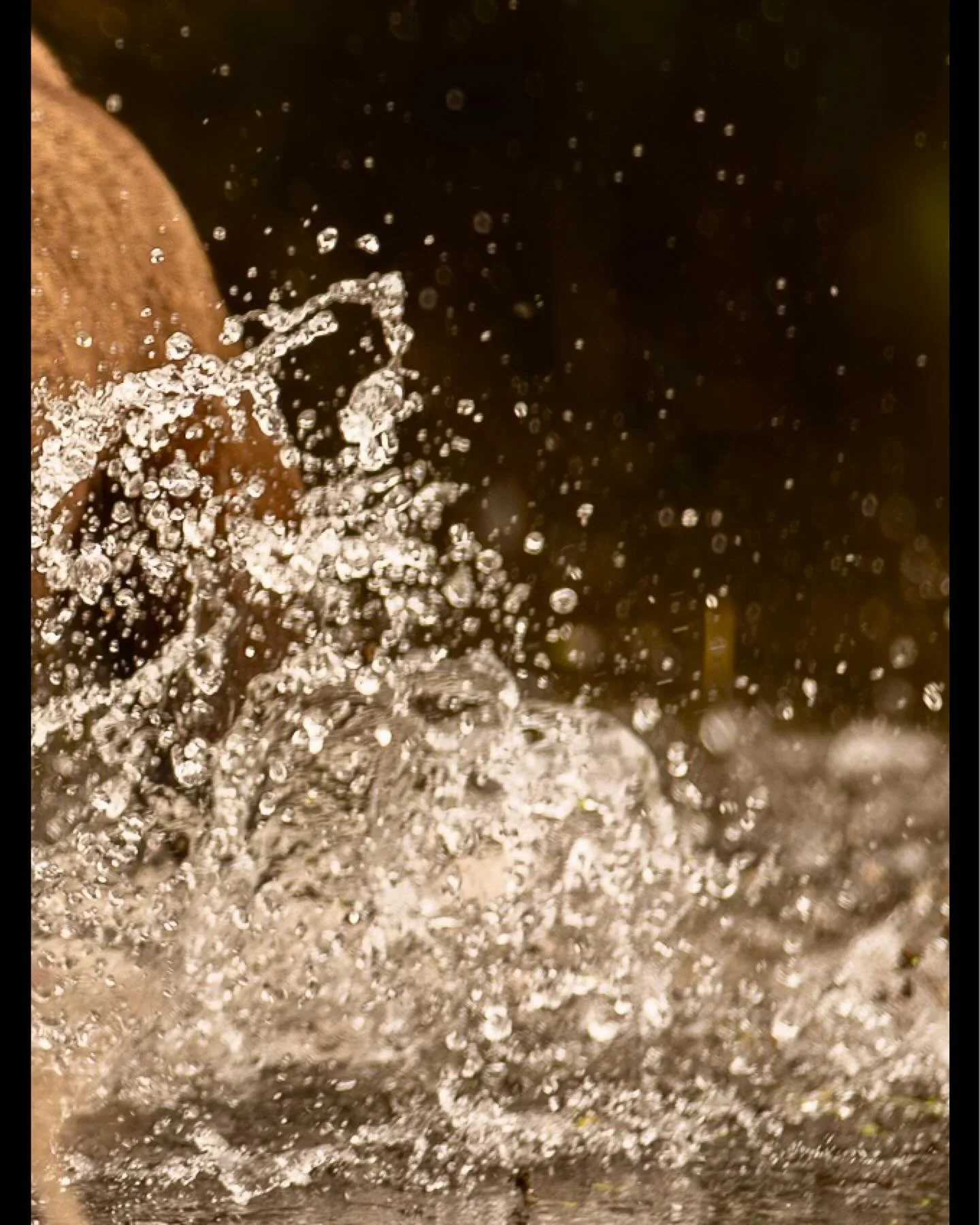 Ralph&rsquo;s river run (pic 3 of 3) - full image on main profile

Ralph the chocolate lab was laser focused on his splash around in the water today

#clevedon #clevedondogsquad #clevedondogsquadphotography #dogphotography #petphotography #animalphot