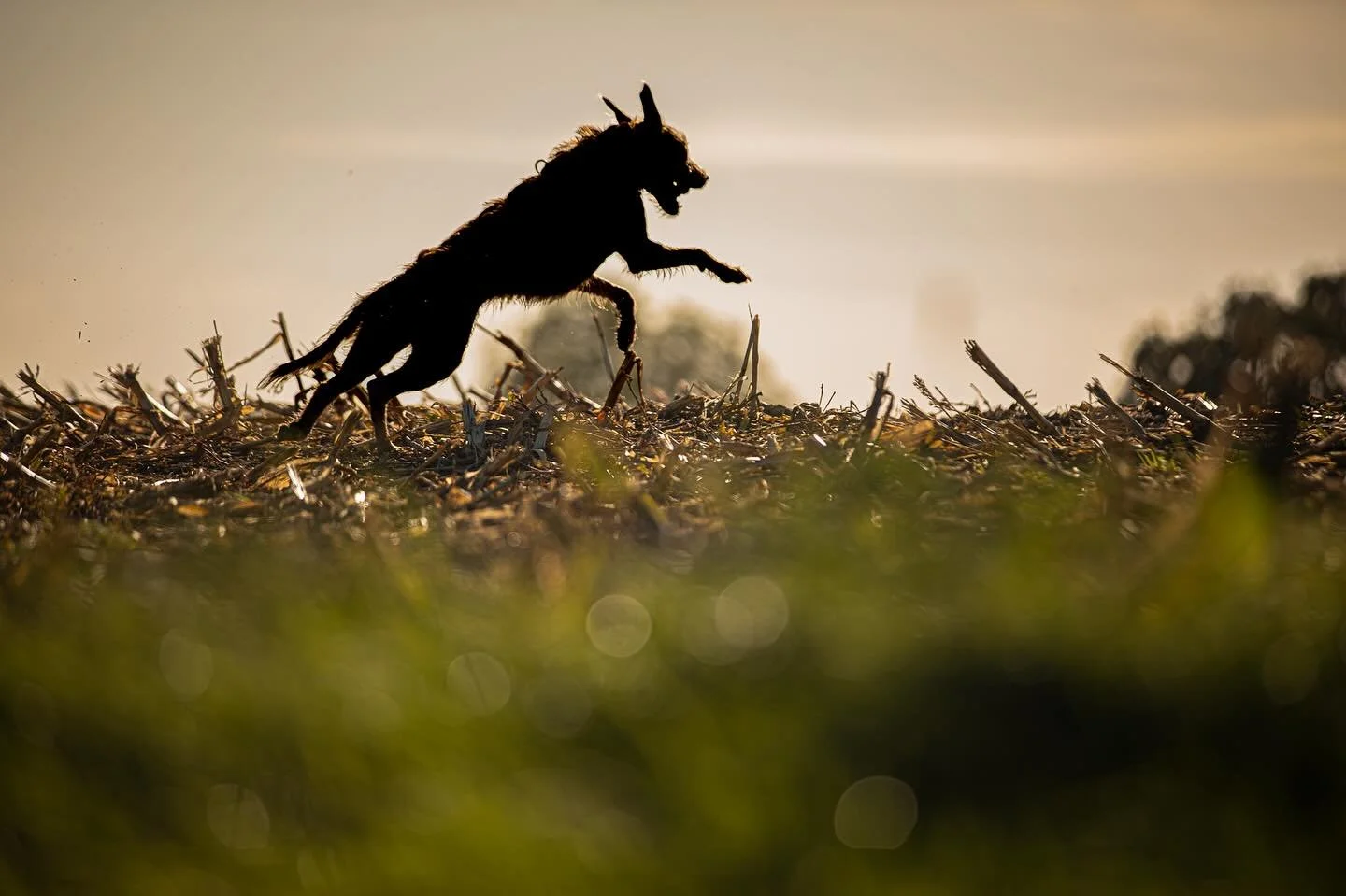Flora leaping into another autumn sunset

#clevedon #clevedondogsquad #clevedondogsquadphotography #petphotography #dogphotography #animalphotography #lurcher #lurcherphotography #sunset #autumn #dog #dogsofinstagram