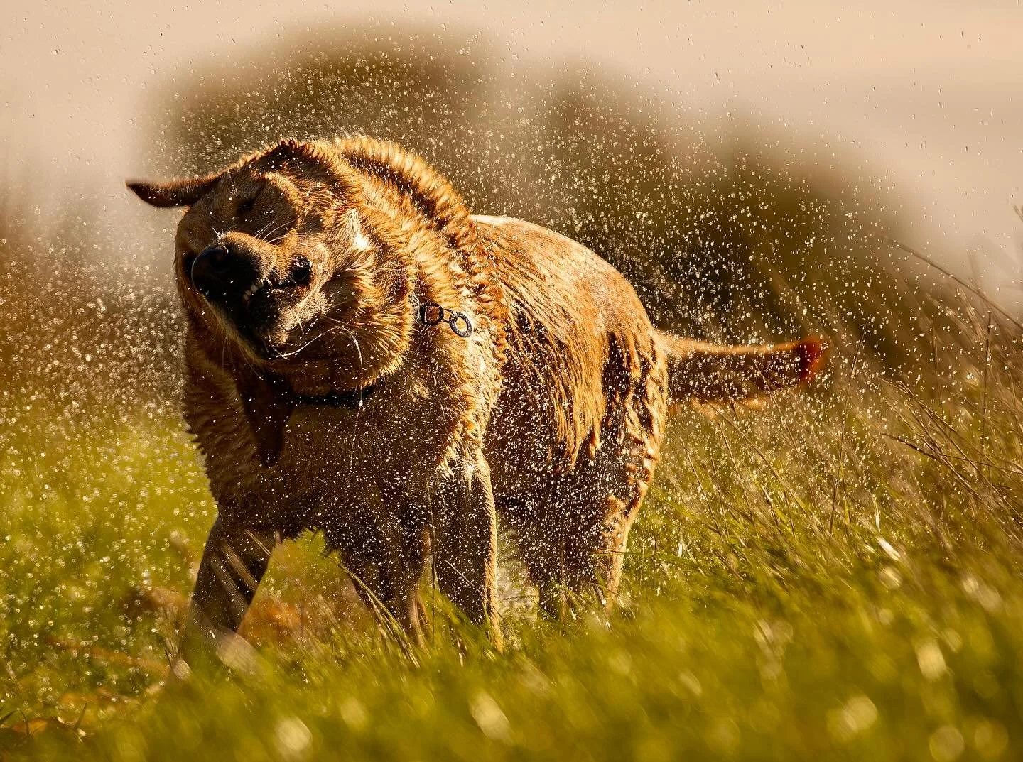 Rex the water dog

#clevedon #clevedondogsquad #clevedondogsquadphotography #animalphotography #dogphotography #petphotography #labrador #dogsofinstagram #dogwalkersofinstagram