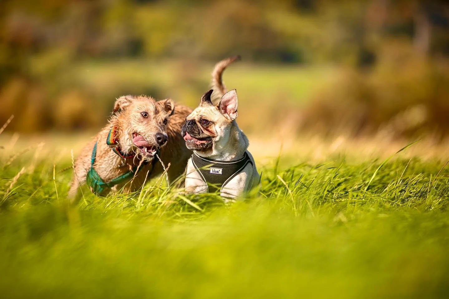 Doug the pug challenging Flora (our fastest squad member) to a 100m sprint 😬

#clevedon #clevedondogsquad #clevedondogsquadphotography #animalphotography #petphotography #dogphotography #lurcher #pug