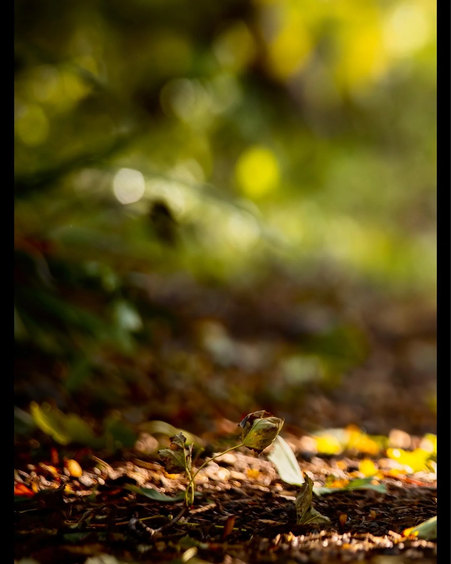 Little Nero charging into the warm colours of Autumn (pic 1 of 3) - full image on main profile&hellip;

#clevedon #clevedondogsquad #clevedondogsquadphotography #toypoodle #dogphotography #petphotography #animalphotography #autumnvibes #autumncolours