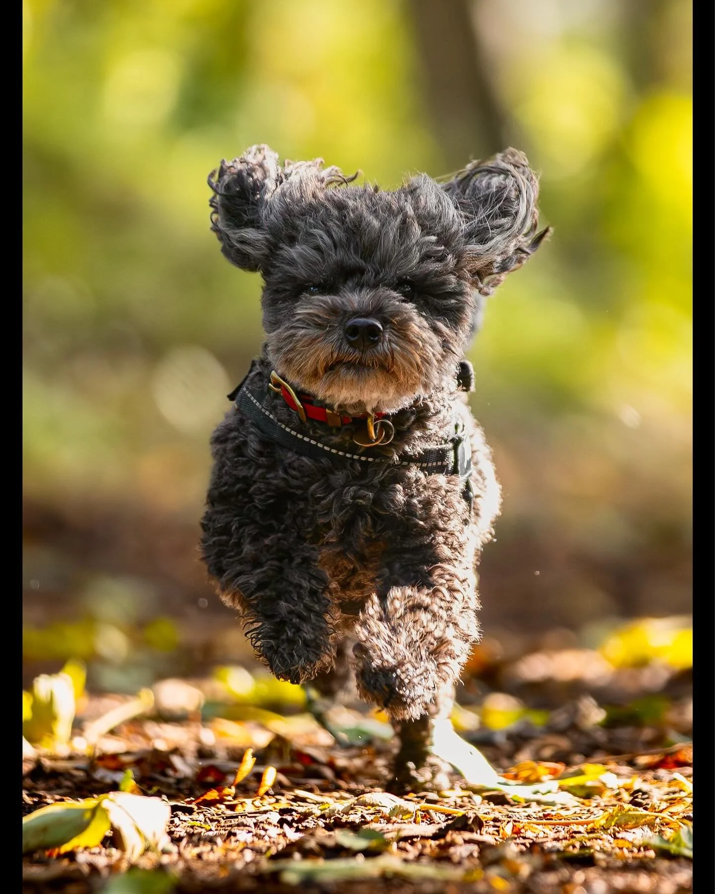 Little Nero charging into the warm colours of Autumn (pic 2 of 3) - full image on main profile&hellip;

#clevedon #clevedondogsquad #clevedondogsquadphotography #toypoodle #dogphotography #petphotography #animalphotography #autumnvibes #autumncolours