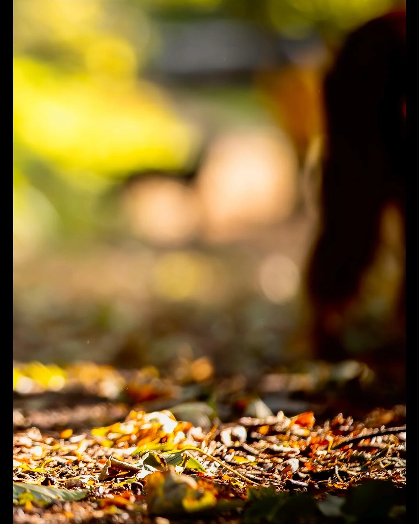 Little Nero charging into the warm colours of Autumn (pic 3 of 3) - full image on main profile&hellip;

#clevedon #clevedondogsquad #clevedondogsquadphotography #toypoodle #dogphotography #petphotography #animalphotography #autumnvibes #autumncolours