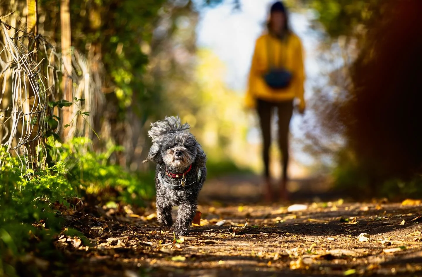 Little Nero, one of the OG squad members of @clevedondogsquad enjoying a blustery walk this morning. So much character in this little guy. He is small but mighty!

#clevedondogsquad #clevedondogsquadphotography #clevedon #toypoodle #pet #dog #dogwalk