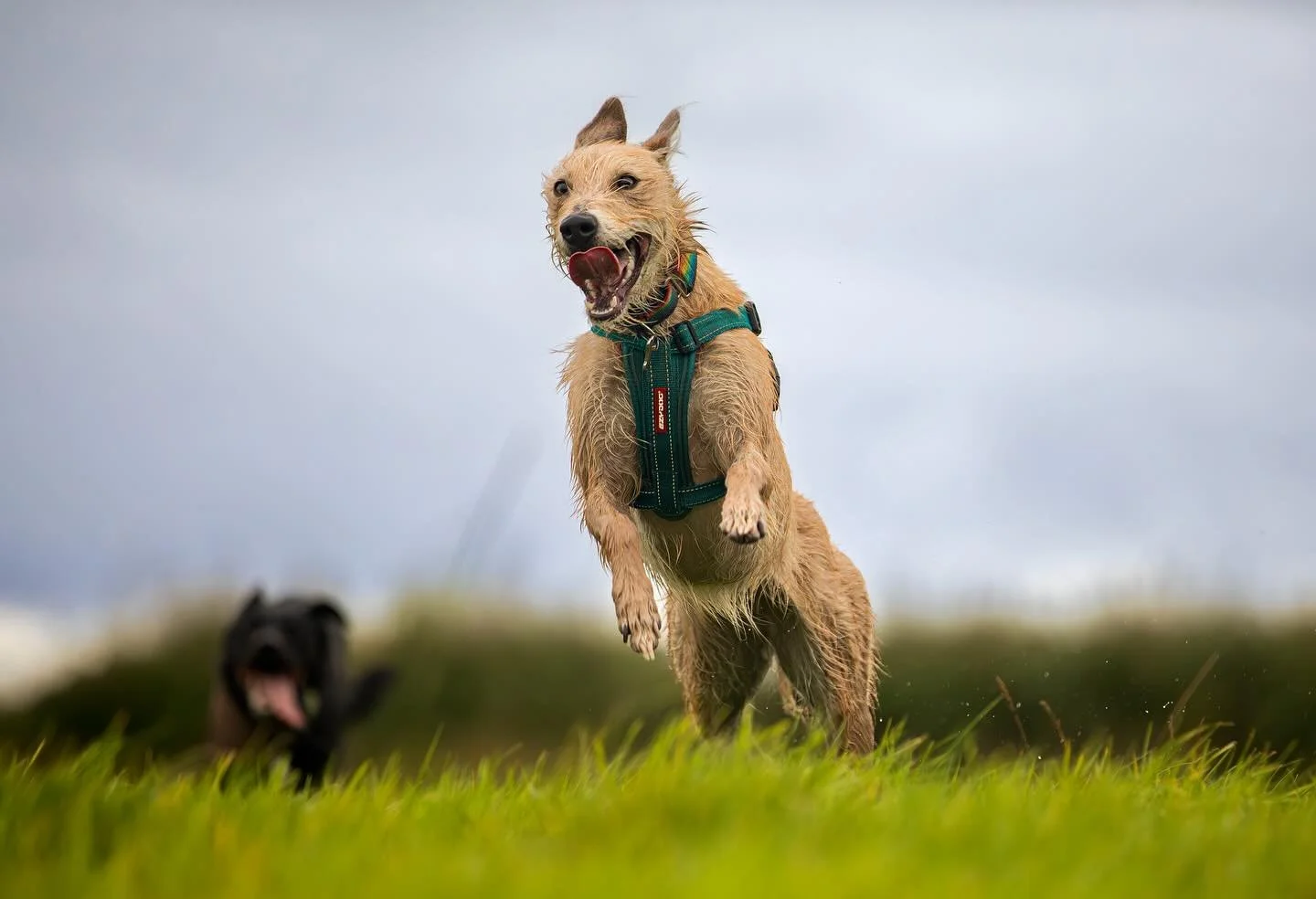 Budleigh @budleighthesprollie doing his absolute best to keep up with our fastest member Flora today. High speed dogs at play!

#clevedondogsquad #clevedondogsquadphotography #lurcher #highspeeddog #petphotography #animalphotography #dogphotography