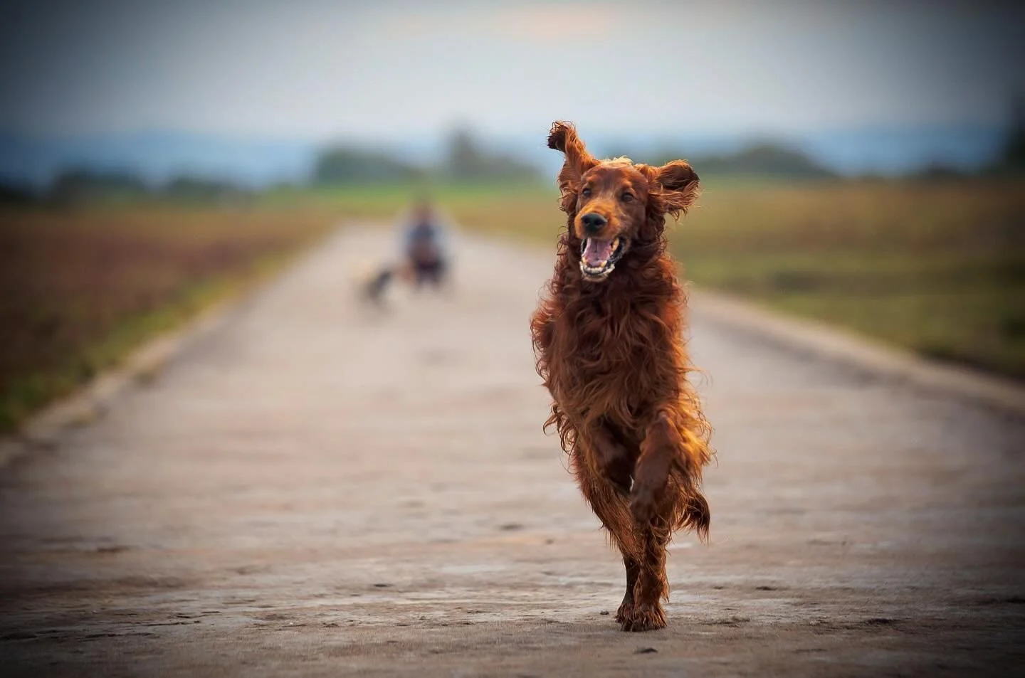 Welcome to Clevedon Dog Squad - Photography

This page is a place for our little Clevedon Dog Squad community to enjoy the professional quality photos I take when  I have time to join Zoe @clevedondogsquad and the squad on their daily walks. 

Surrou