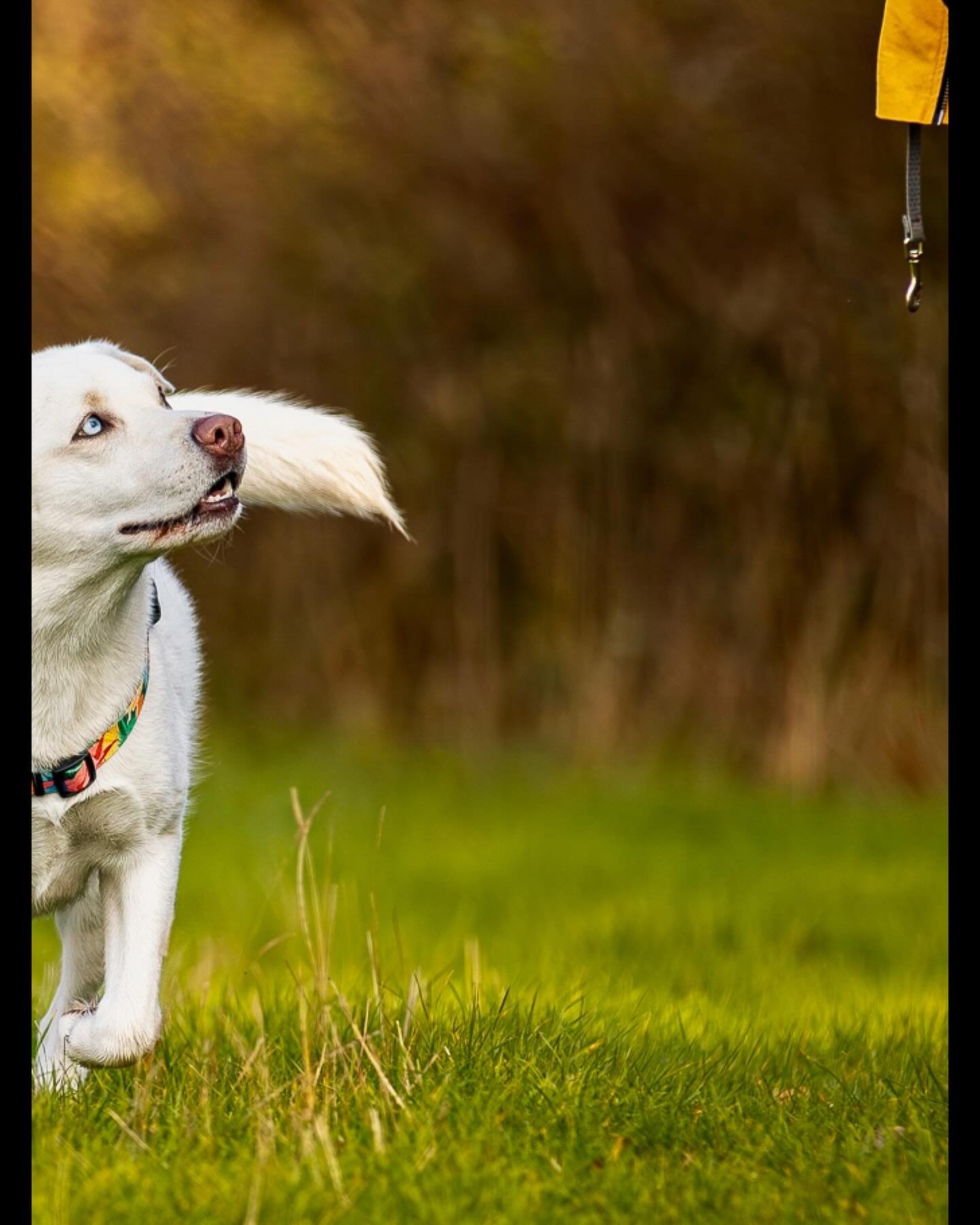 Walks with Lyla (pic 2 of 3)

The gentle Lyla keeping a close eye on Zoe for treats during a recent @clevedondogsquad walk.

#clevedon #clevedondogsquad #clevedondogsquadphotography #dophotography #petphotography #animalphotography #dogwalkersofinsta