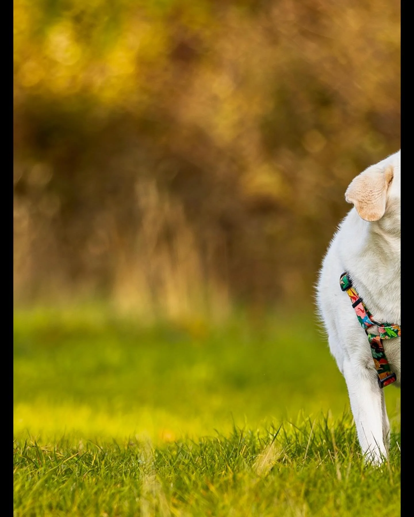 Walks with Lyla (pic 1 of 3)

The gentle Lyla keeping a close eye on Zoe for treats during a recent @clevedondogsquad walk.

#clevedon #clevedondogsquad #clevedondogsquadphotography #dophotography #petphotography #animalphotography #dogwalkersofinsta