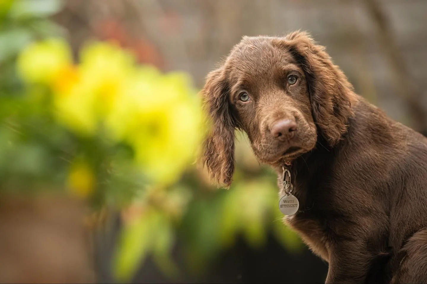 14 week old &lsquo;Bramble&rsquo; discovering life in the garden recently.

#clevedon #clevedondogsquad #clevedondogsquadphotography #dogs #dogphotography #petphotography #animalphotography #dogsofinstagram #petsofinstagram #cockerspanielofinstagram