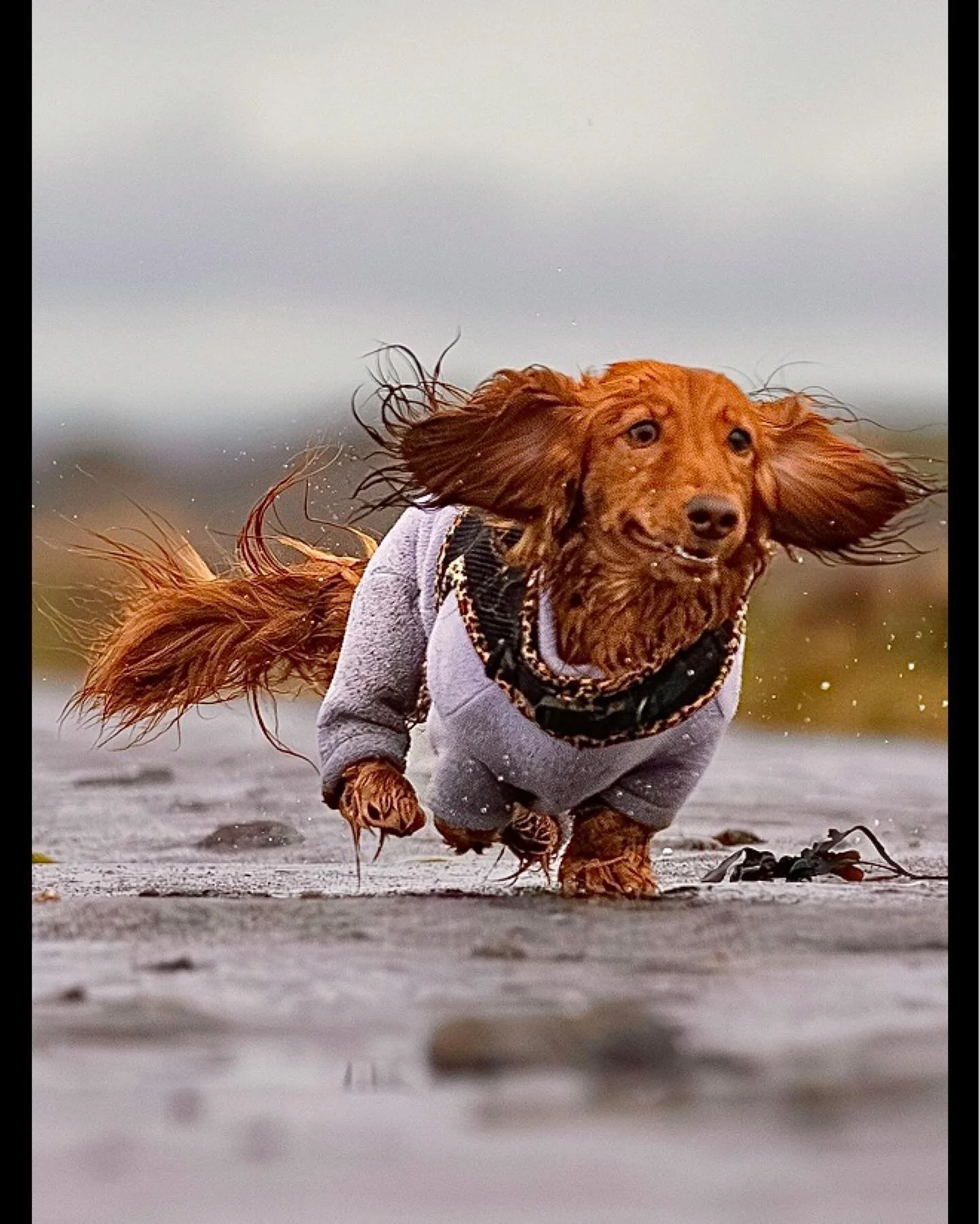 ON YOUR MARKS&hellip;&hellip;..GET SET&hellip;&hellip;&hellip;&hellip;GO! (Pic 3 of 3) - full image on main profile.

The wonderful &lsquo;Kida&rsquo; and mighty &lsquo;Nero&rsquo; racing each other in the wet today 😊

#clevedon #clevedondogsquad #c