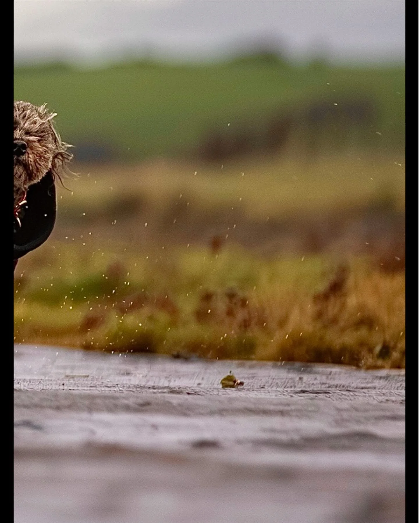ON YOUR MARKS&hellip;&hellip;..GET SET&hellip;&hellip;&hellip;&hellip;GO! (Pic 3 of 3) - full image on main profile.

The wonderful &lsquo;Kida&rsquo; and mighty &lsquo;Nero&rsquo; racing each other in the wet today 😊

#clevedon #clevedondogsquad #c