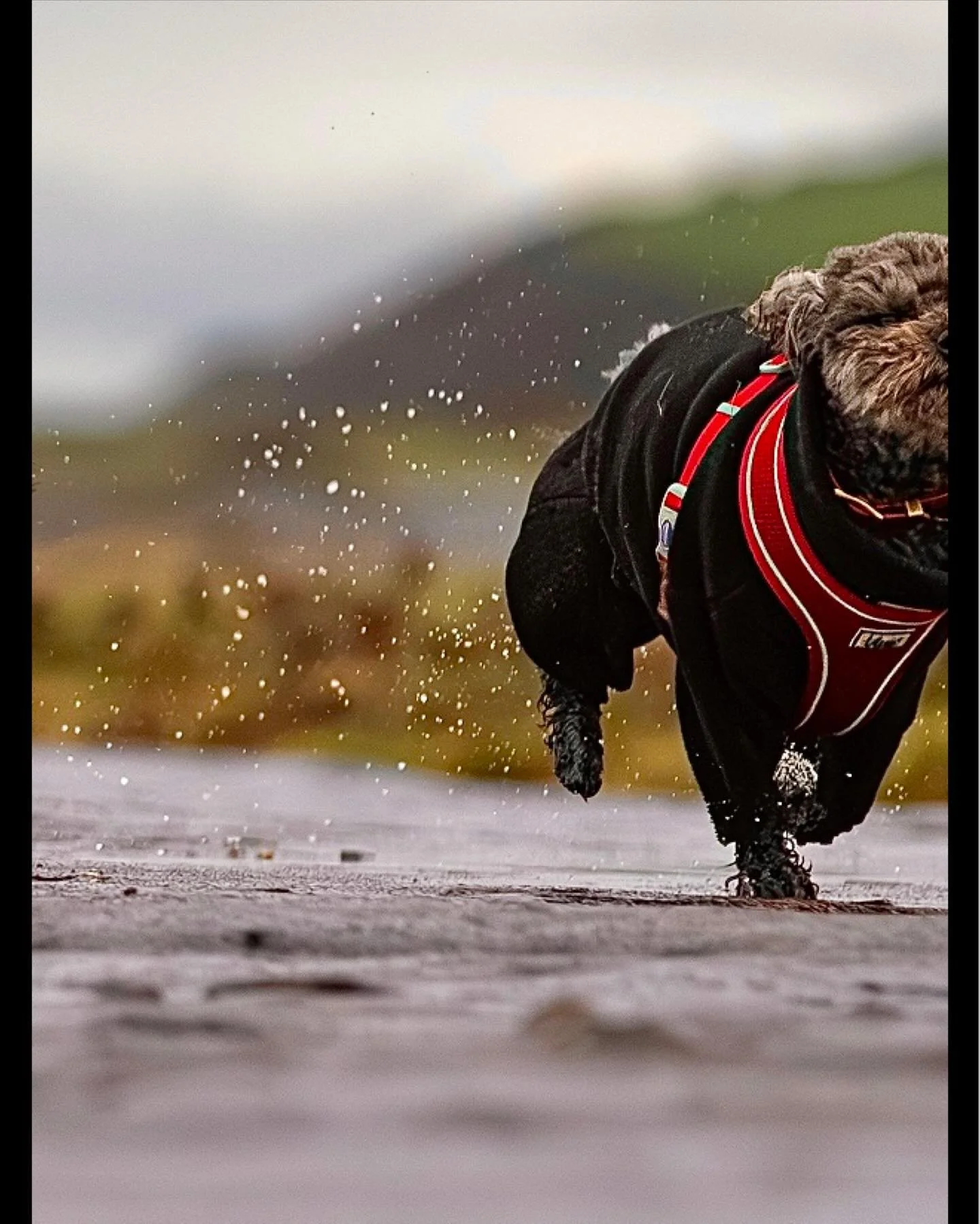 ON YOUR MARKS&hellip;&hellip;..GET SET&hellip;&hellip;&hellip;&hellip;GO! (Pic 2 of 3) - full image on main profile.

The wonderful &lsquo;Kida&rsquo; and mighty &lsquo;Nero&rsquo; racing each other in the wet today 😊

#clevedon #clevedondogsquad #c