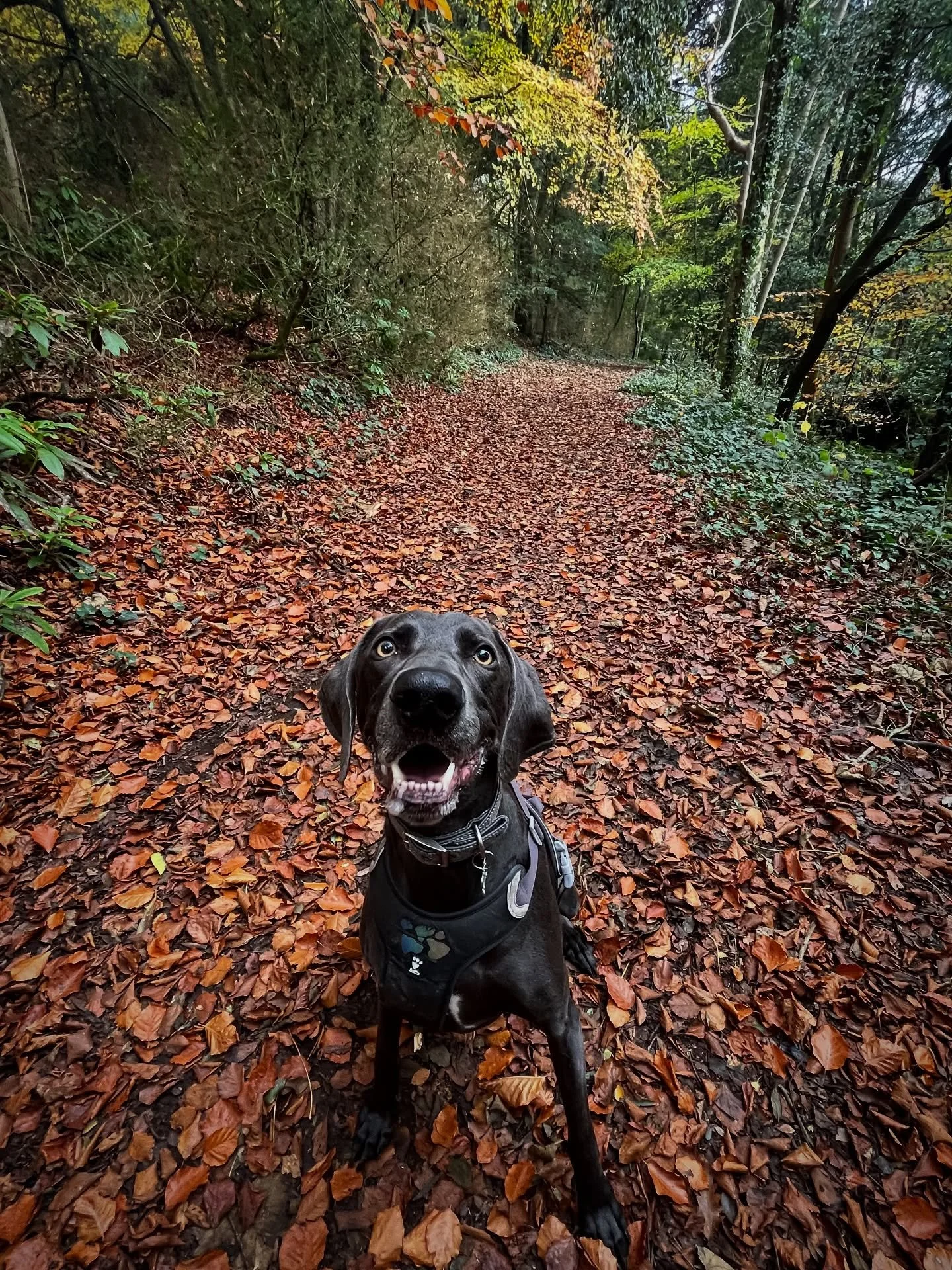 Lovely walk with Hugo frolicking in the fallen leaves 🍂 
#clevedondogsquad
